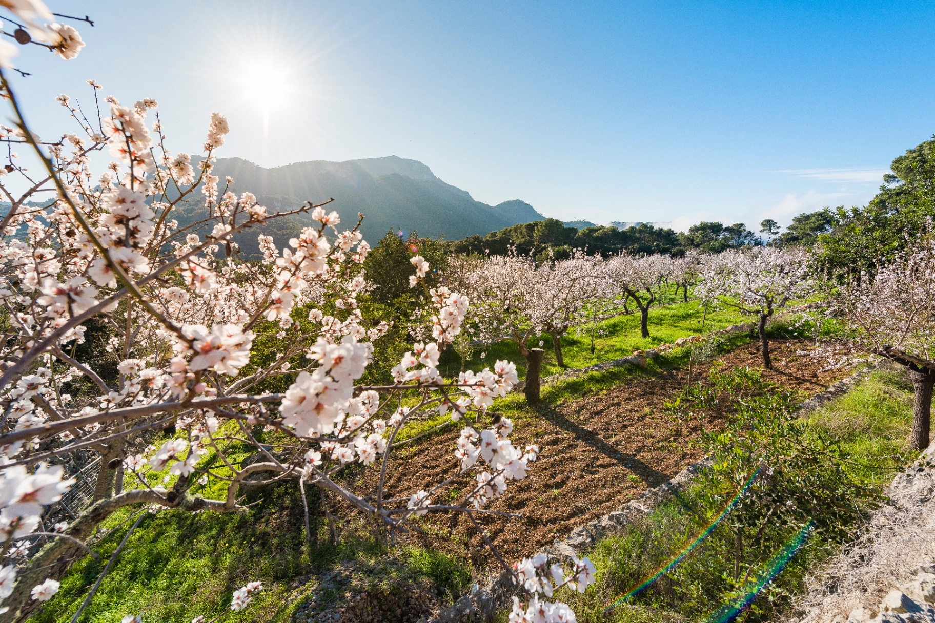 Almond blossom in the Serra de Tramuntana, Mallorca
